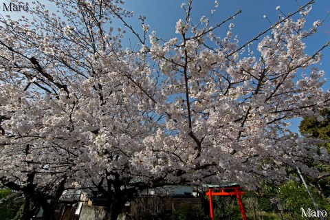 京都の桜 上品蓮臺寺（上品蓮台寺）のソメイヨシノ 2013年3月30日