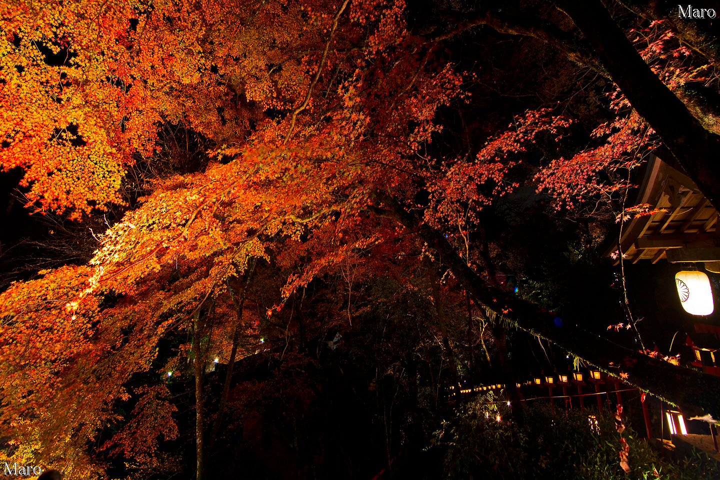 貴船もみじ灯篭 貴船神社のライトアップ 京都市左京区 2012年11月