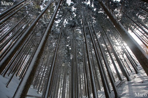 大見尾根から滝谷山へ 京都北山の雪景色 2013年2月