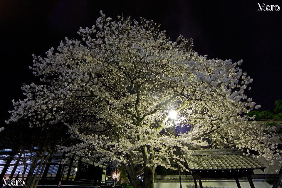 京都の桜 本隆寺のソメイヨシノ 夜桜 2013年3月30日
