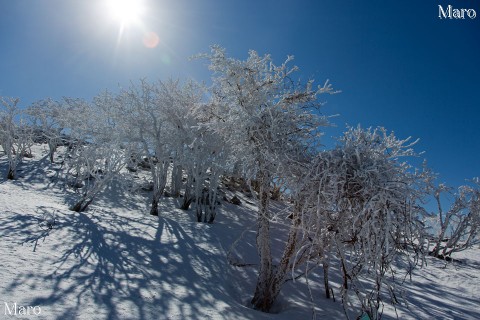 逆光の樹氷 雪積もる霊仙山にて 鈴鹿山脈 2013年3月