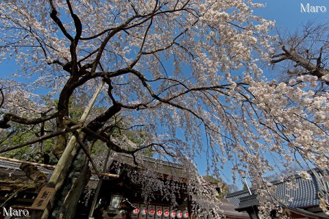 京都の桜 平野神社の魁桜 京都市北区 2013年3月30日
