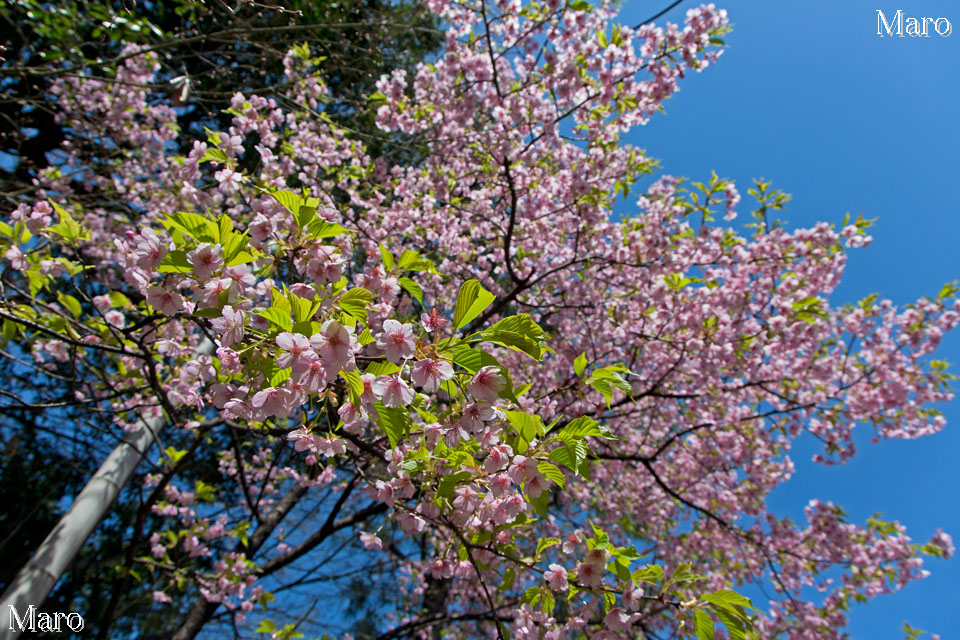 京都の桜 車折神社の河津桜 カワヅザクラ 京都市右京区 2013年3月