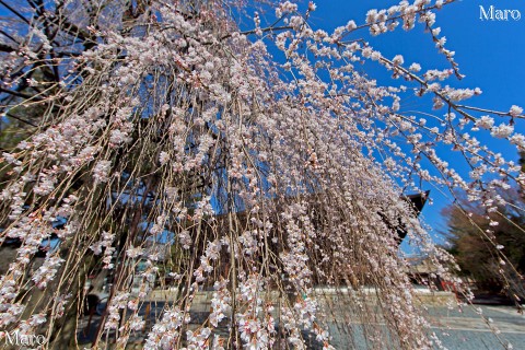 京都の桜 千本釈迦堂（大報恩寺）の阿亀桜 京都市上京区 2013年3月22日