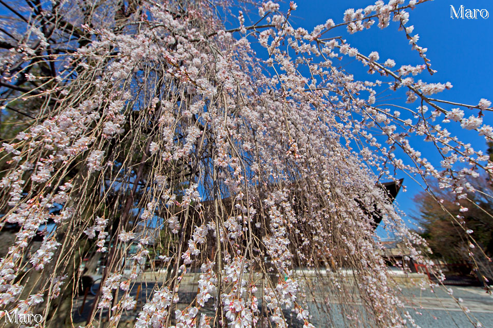 京都の桜 千本釈迦堂（大報恩寺）の阿亀桜 京都市上京区 2013年3月22日