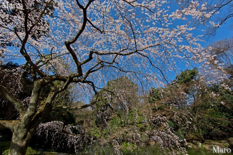 京都の桜 京都御苑 近衛邸跡の糸桜  京都市上京区 2013年3月21日