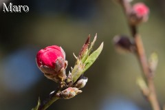 ハナモモの開花記録 京都御苑 桃林 京都市 2013年3月11日