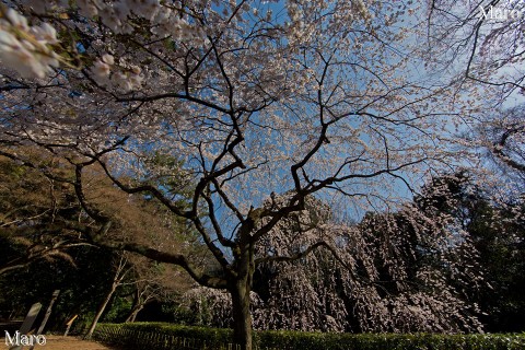 京都の桜 京都御苑 近衛邸跡の糸桜 霞み空 2013年3月22日