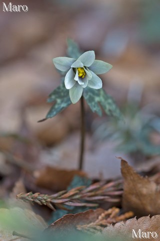 ユキワリイチゲ（雪割一華）のお花 兵庫県 2013年3月