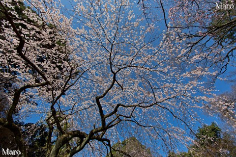 京都の桜 京都御苑 近衛邸跡の糸桜を見上げる 2013年3月21日