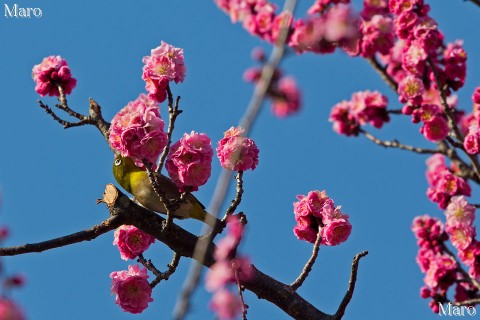 「黒木の梅」とメジロさん 京都御苑 京都市上京区 2013年3月