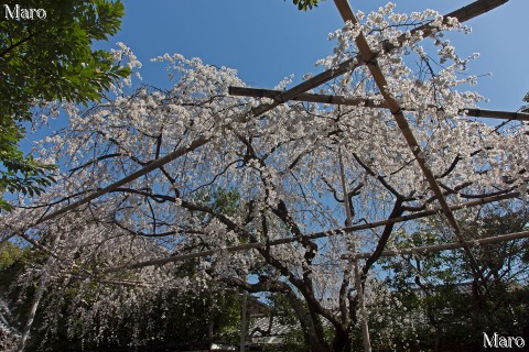 京都の桜 車折神社の渓仙桜 京都市右京区 2013年3月