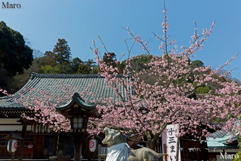 京都の桜 法輪寺（嵐山虚空蔵）の寒桜 京都市西京区 2013年3月