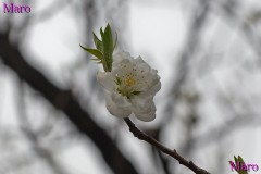 京都御苑 桃林 ハナモモ 開花確認 京都市 2013年3月17日