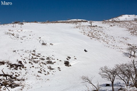 霊仙山で雪そり大滑走 鈴鹿山脈 2013年3月