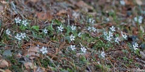 セツブンソウ（節分草）の群落 兵庫県 2013年3月