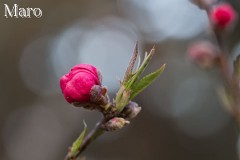 ハナモモの開花記録 京都御苑 桃林 京都市 2013年3月14日