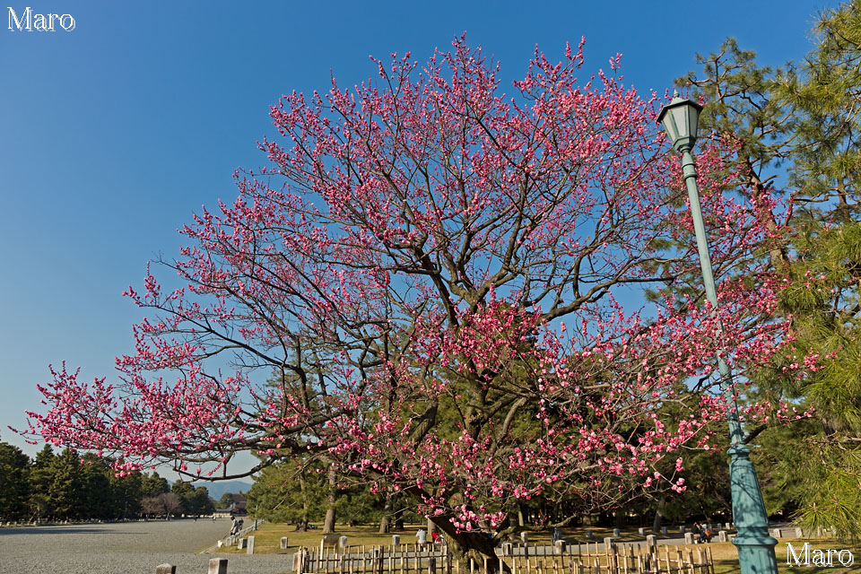 見頃を迎えた「黒木の梅」 京都御苑 京都市上京区 2013年3月