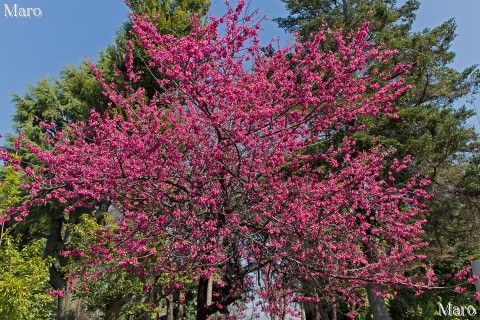 京都の桜 車折神社の緋寒桜 ヒカンザクラ 京都市右京区 2013年3月