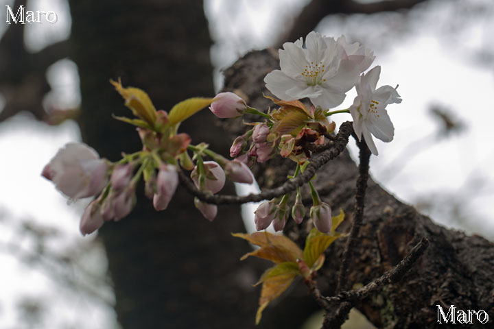 「京都の桜」 開花が始まる雨宝院の観音桜 御室有明 2013年4月1日