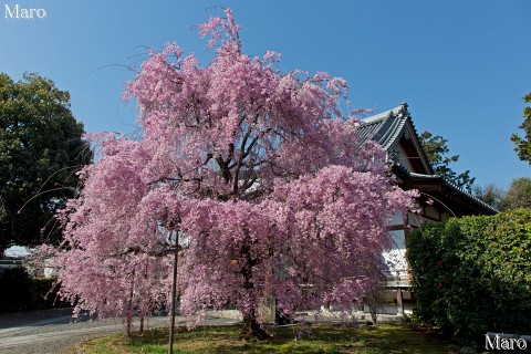 京都の桜 上品蓮台寺（上品蓮臺寺）の八重紅枝垂 満開 2013年4月5日