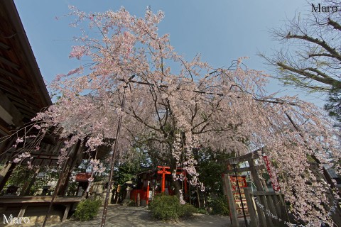 「京都の桜」 水火天満宮の枝垂桜 京都市上京区 2013年4月5日