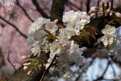 「京都の桜」 雨宝院の歓喜桜 半八重咲き 京都市上京区 2013年4月5日