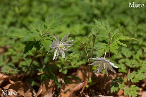 花開くキクザキイチゲ（菊咲一華） 滋賀県 2013年4月