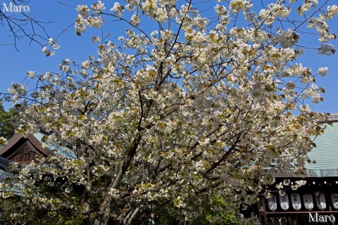 「京都の桜」 白峯神宮のキザクラ（ウコン） 遠景 2013年4月13日