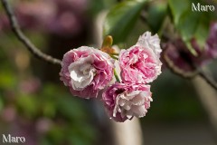 京都の桜 平野神社のイモセ 二段目の開花も進む 2013年4月18日