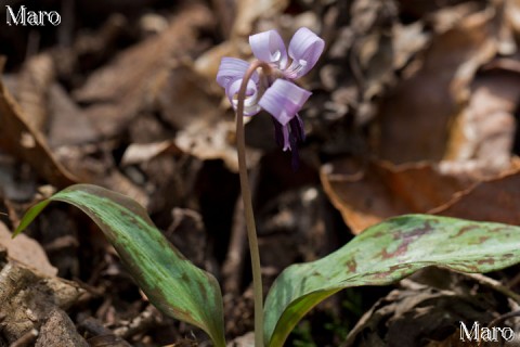 カタクリのお花 京都北山 2013年4月 その4