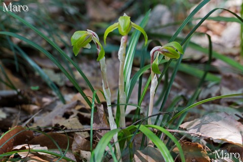 鎌首をもたげるシュンランのお花 滋賀県 2013年4月