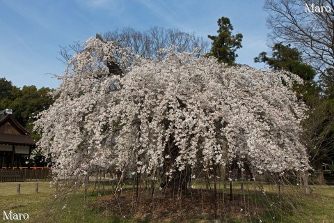 京都の桜 上賀茂神社の御所桜 枝垂桜 2013年4月1日