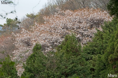 京都の桜 大文字山のヤマザクラ（山桜） 京都市左京区 2013年4月9日