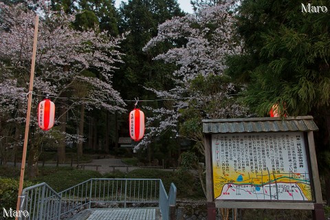 「本州一低い谷中分水界」 水分れ公園の桜 丹波市 2013年4月