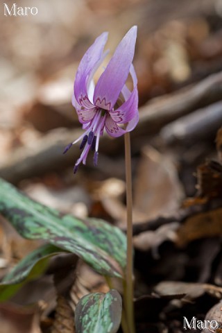 カタクリ（片栗） 美しい紫色の花 2013年4月