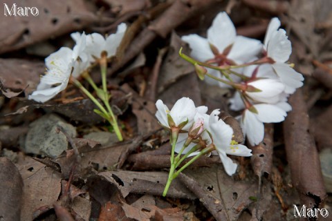 大文字山のヤマザクラ 山桜の花柄 2013年4月