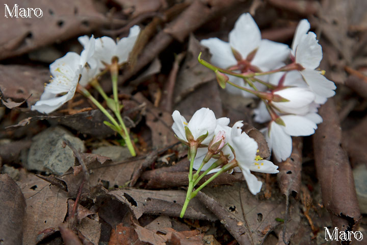 大文字山のヤマザクラ 山桜の花柄 2013年4月