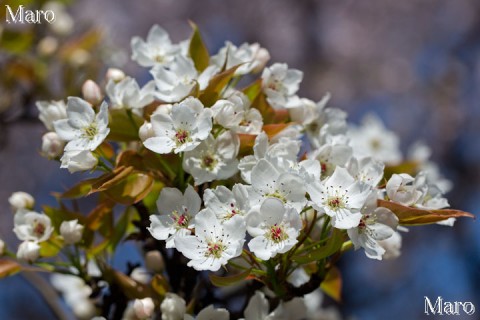 京都の桜 上品蓮台寺（上品蓮臺寺）のナシ 梨の花 2013年4月5日