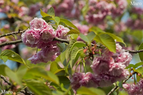 京都の桜 平野神社のイモセ（妹背） 二段咲き 2013年4月18日