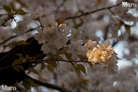 「京都の桜」 夕日差す歓喜桜 雨宝院 2013年4月9日