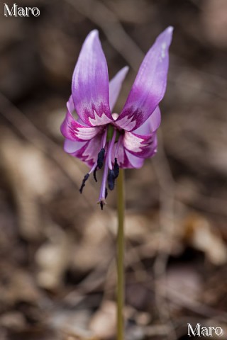 紫色が濃いカタクリの花 京都北山 2013年4月