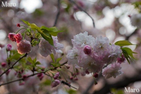 「京都の桜」 雨宝院のショウゲツ（松月） 2013年4月9日