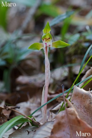 シュンランのお花 滋賀県 2013年4月