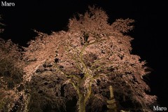 京都の桜 佐野邸の祇園枝垂桜 夜桜観賞 2013年3月30日