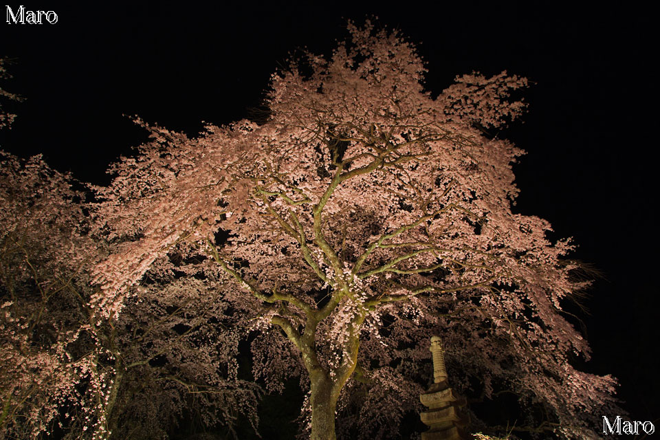 京都の桜 佐野邸の祇園枝垂桜 夜桜観賞 2013年3月30日