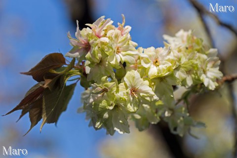 「京都の桜」 雨宝院のギョイコウ（御衣黄） 盛り 2013年4月13日
