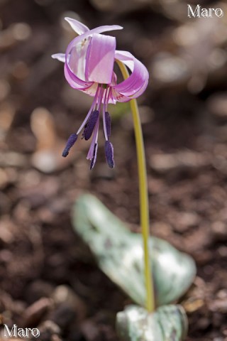 日が差すカタクリの花 京都北山 2013年4月