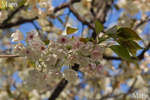  「京都の桜」 白峯神宮のキザクラ（ウコン） 近景 2013年4月13日