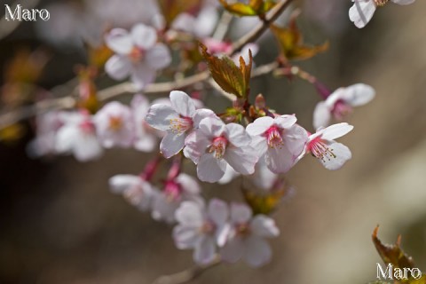 キンキマメザクラ（近畿豆桜） 青葉山 福井県、京都府 2013年4月